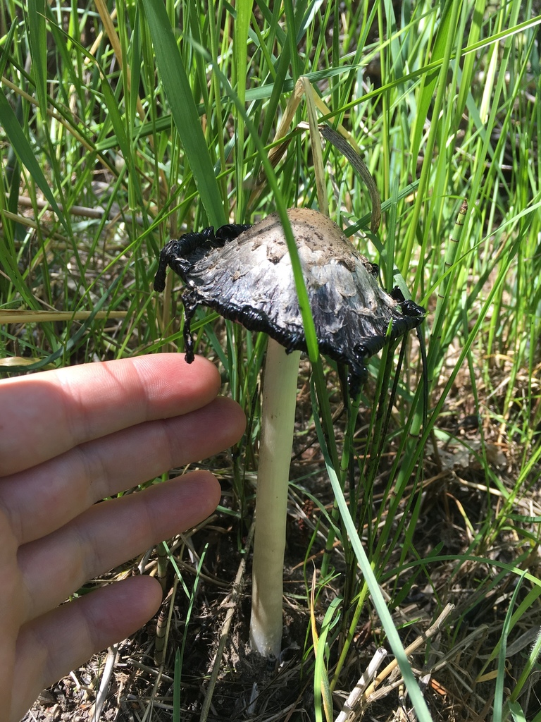 Mushroom Picture